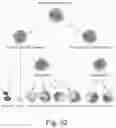 Fig. 35 - IMMUNOMODULATION BY AMNIOTIC FLUID MESENCHYMAL STEM CELLS