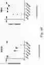 Fig. 50 - IMMUNOMODULATION BY AMNIOTIC FLUID MESENCHYMAL STEM CELLS