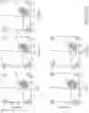 Fig. 59 - GENETICALLY-MODIFIED CELLS COMPRISING A MODIFIED HUMAN T CELL RECEPTOR ALPHA CONSTANT REGION GENE