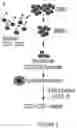 Fig. 03 - METHODS FOR MANUFACTURING T CELLS EXPRESSING OF CHIMERIC ANTIGEN RECEPTORS AND OTHER RECEPTORS