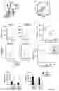 Fig. 14 - METHODS FOR MANUFACTURING T CELLS EXPRESSING OF CHIMERIC ANTIGEN RECEPTORS AND OTHER RECEPTORS