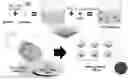 Fig. 01 - Osteoporosis model comprising calcium phosphate hydrogel composition and use thereof