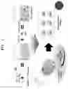 Fig. 02 - Osteoporosis model comprising calcium phosphate hydrogel composition and use thereof