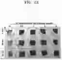 Fig. 03 - Osteoporosis model comprising calcium phosphate hydrogel composition and use thereof