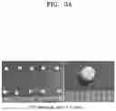 Fig. 06 - Osteoporosis model comprising calcium phosphate hydrogel composition and use thereof