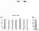 Fig. 07 - Osteoporosis model comprising calcium phosphate hydrogel composition and use thereof