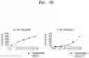 Fig. 08 - Osteoporosis model comprising calcium phosphate hydrogel composition and use thereof