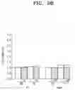 Fig. 19 - Osteoporosis model comprising calcium phosphate hydrogel composition and use thereof