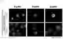 Fig. 04 - METHOD FOR PRODUCING OSTEOBLAST CLUSTER USING IPS CELLS