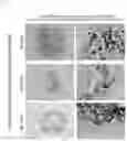 Fig. 08 - METHOD FOR PRODUCING OSTEOBLAST CLUSTER USING IPS CELLS