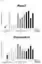 Fig. 20 - METHOD FOR PRODUCING OSTEOBLAST CLUSTER USING IPS CELLS