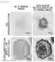 Fig. 22 - METHOD FOR PRODUCING OSTEOBLAST CLUSTER USING IPS CELLS