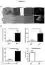 Fig. 02 - Methods for obtaining induced smooth muscle cells