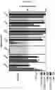 Fig. 03 - Methods for obtaining induced smooth muscle cells