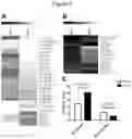Fig. 05 - Methods for obtaining induced smooth muscle cells