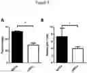 Fig. 06 - Methods for obtaining induced smooth muscle cells