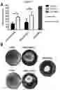 Fig. 08 - Methods for obtaining induced smooth muscle cells