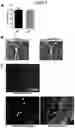 Fig. 09 - Methods for obtaining induced smooth muscle cells