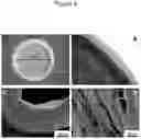 Fig. 10 - Methods for obtaining induced smooth muscle cells