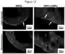 Fig. 11 - Methods for obtaining induced smooth muscle cells