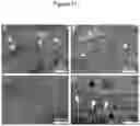 Fig. 12 - Methods for obtaining induced smooth muscle cells