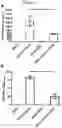 Fig. 15 - Methods for obtaining induced smooth muscle cells