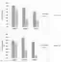Fig. 09 - METHODS OF PRECONDITIONING VASCULAR CELLS FOR TRANSDUCTION, METHODS OF TRANSDUCTION AND METHODS OF PRESERVING TRANSDUCED CELLS