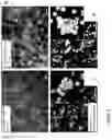 Fig. 02 - Liver Tissue Model Constructs and Methods for Providing the Same