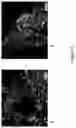 Fig. 05 - Liver Tissue Model Constructs and Methods for Providing the Same