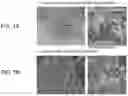 Fig. 02 - METHOD FOR CULTURING HEPATIC EPITHELIOID TISSUE HAVING A STRUCTURE OF CONNECTIONS BETWEEN HEPATOCYTES AND BILE DUCT EPITHELIAL CELL