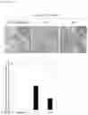 Fig. 07 - METHOD FOR CULTURING HEPATIC EPITHELIOID TISSUE HAVING A STRUCTURE OF CONNECTIONS BETWEEN HEPATOCYTES AND BILE DUCT EPITHELIAL CELL
