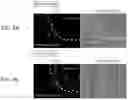 Fig. 08 - METHOD FOR CULTURING HEPATIC EPITHELIOID TISSUE HAVING A STRUCTURE OF CONNECTIONS BETWEEN HEPATOCYTES AND BILE DUCT EPITHELIAL CELL