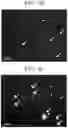 Fig. 03 - PANCREATIC ENDOCRINE CELLS, METHOD FOR PRODUCING SAME, AND TRANSDIFFERENTIATION AGENT
