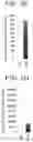Fig. 05 - PANCREATIC ENDOCRINE CELLS, METHOD FOR PRODUCING SAME, AND TRANSDIFFERENTIATION AGENT