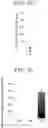 Fig. 07 - PANCREATIC ENDOCRINE CELLS, METHOD FOR PRODUCING SAME, AND TRANSDIFFERENTIATION AGENT