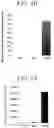 Fig. 09 - PANCREATIC ENDOCRINE CELLS, METHOD FOR PRODUCING SAME, AND TRANSDIFFERENTIATION AGENT