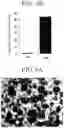 Fig. 10 - PANCREATIC ENDOCRINE CELLS, METHOD FOR PRODUCING SAME, AND TRANSDIFFERENTIATION AGENT