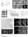Fig. 02 - CULTURE MEDIUM FOR MAMMALIAN EXPANDED POTENTIAL STEM CELLS, COMPOSITION, AND METHODS THEREOF