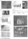 Fig. 09 - CULTURE MEDIUM FOR MAMMALIAN EXPANDED POTENTIAL STEM CELLS, COMPOSITION, AND METHODS THEREOF