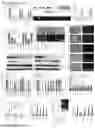 Fig. 16 - CULTURE MEDIUM FOR MAMMALIAN EXPANDED POTENTIAL STEM CELLS, COMPOSITION, AND METHODS THEREOF