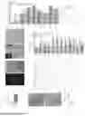 Fig. 18 - CULTURE MEDIUM FOR MAMMALIAN EXPANDED POTENTIAL STEM CELLS, COMPOSITION, AND METHODS THEREOF