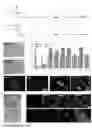 Fig. 19 - CULTURE MEDIUM FOR MAMMALIAN EXPANDED POTENTIAL STEM CELLS, COMPOSITION, AND METHODS THEREOF