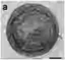 Fig. 01 - IN VITRO EQUINE MODEL SYSTEMS AND THEIR INTEGRATION INTO HORSE-ON-A-CHIP PLATFORM