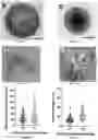 Fig. 02 - IN VITRO EQUINE MODEL SYSTEMS AND THEIR INTEGRATION INTO HORSE-ON-A-CHIP PLATFORM