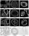 Fig. 03 - IN VITRO EQUINE MODEL SYSTEMS AND THEIR INTEGRATION INTO HORSE-ON-A-CHIP PLATFORM