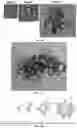 Fig. 05 - IN VITRO EQUINE MODEL SYSTEMS AND THEIR INTEGRATION INTO HORSE-ON-A-CHIP PLATFORM