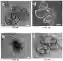 Fig. 06 - IN VITRO EQUINE MODEL SYSTEMS AND THEIR INTEGRATION INTO HORSE-ON-A-CHIP PLATFORM