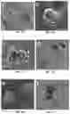 Fig. 10 - IN VITRO EQUINE MODEL SYSTEMS AND THEIR INTEGRATION INTO HORSE-ON-A-CHIP PLATFORM