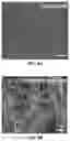 Fig. 11 - IN VITRO EQUINE MODEL SYSTEMS AND THEIR INTEGRATION INTO HORSE-ON-A-CHIP PLATFORM