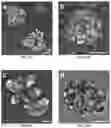 Fig. 16 - IN VITRO EQUINE MODEL SYSTEMS AND THEIR INTEGRATION INTO HORSE-ON-A-CHIP PLATFORM